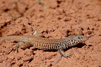 Central Western Whiptail