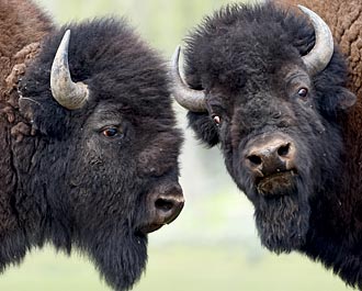 Bison Intimidation