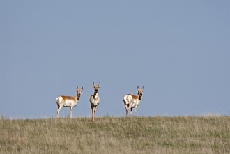 Three Pronghorn