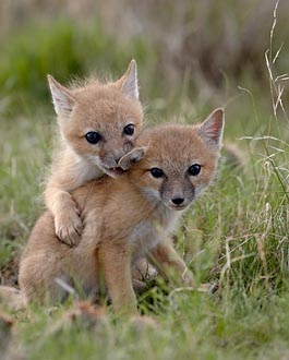 Swift Fox Kits