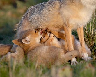 Swift Fox Kits Nursing