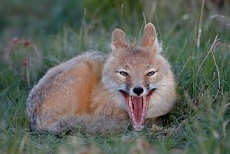 Swift Fox Yawning