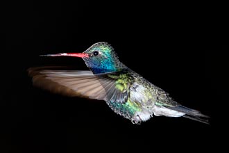 J's <i>Broad-Billed Hummingbird</i>