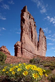 The Organ With Rough Mulesears