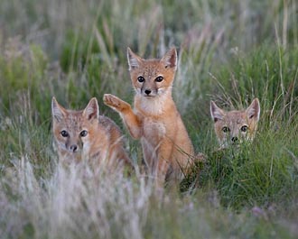 Three Swift Fox Kits