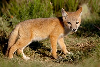 Swift Fox Kit