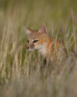 Swift Fox Kit