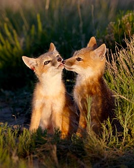 Swift Fox Kits