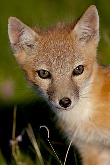 Swift Fox Kit Up Close