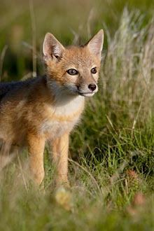 Swift Fox Kit