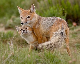 Swift Fox Vixen And Kit