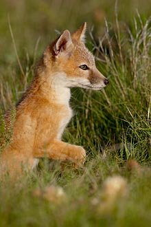 Swift Fox Kit