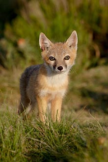 Swift Fox Kit