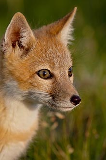 Swift Fox Kit