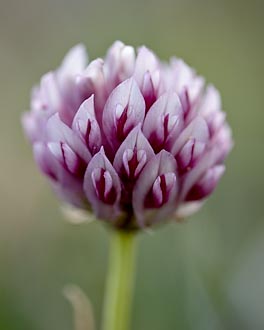 Alpine Clover