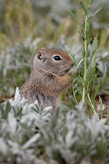 Richardson Ground Squirrel