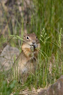 Richardson Ground Squirrel