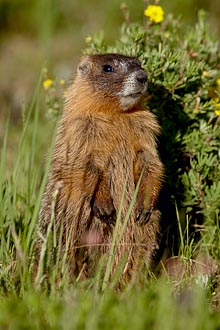 Yellow-Bellied Marmot