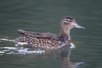 Green-Winged Teal Hen