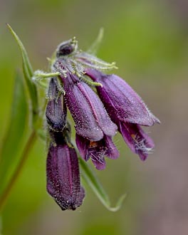 Whipple's Penstemon