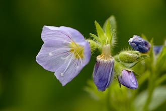 Jacob's Ladder