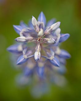 Lodgepole Lupine