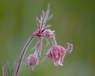 Prairie Smoke