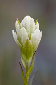 Yellow Paintbrush