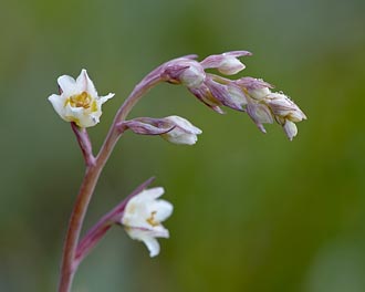 Mountain Death Camas