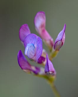 American Vetch