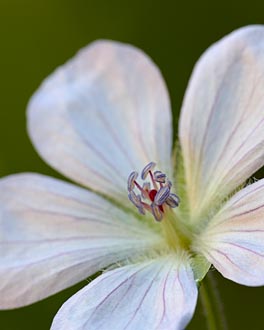 Richardson's Geranium