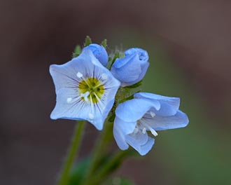 Jacob's Ladder