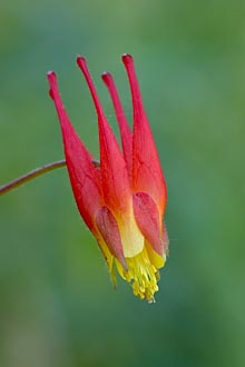 Rocky Mountain Red Columbine