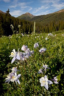 Columbine Collection