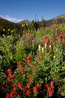 Paintbrush Profusion