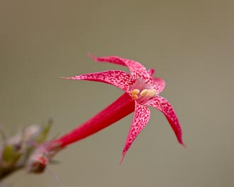 Scarlet Gilia