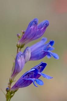 One Sided Penstemon