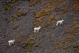 Dall Sheep Rams