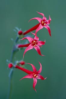 Scarlet Gilia