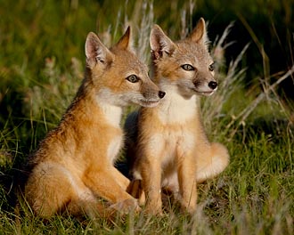 Two Swift Fox Kits