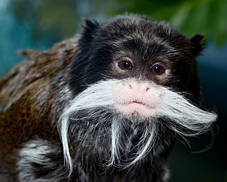 J's <i>Moustached</i> — an Emperor Tamarin