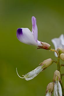 Alpine Milkvetch