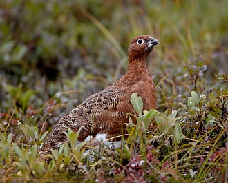 Female Willow Ptarmigan