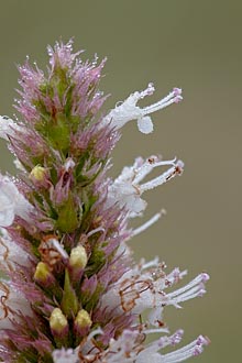 Nettleleaf Horsemint