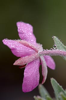 Dwarf Fireweed