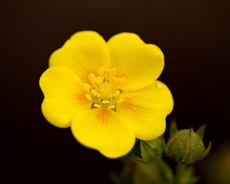 Redstem Cinquefoil