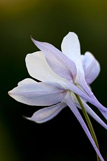 Blue Columbine