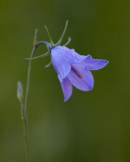 Mountain Harebell