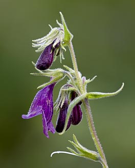 Whipple's Penstemon