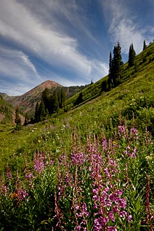 Fireweed Meadow